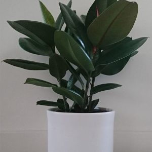 Ficus elastica (Rubber Plant)