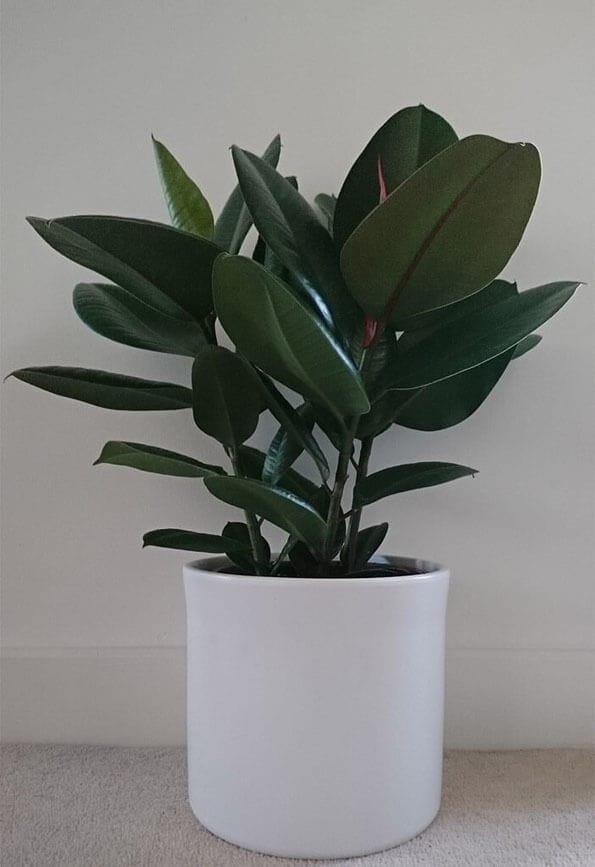 04 Ficus elastica (Rubber Plant)