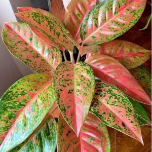 Aglaonema