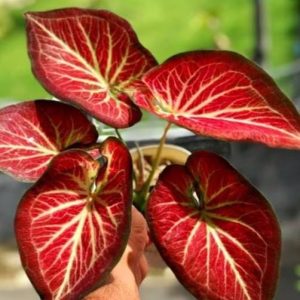 Caladium ROT