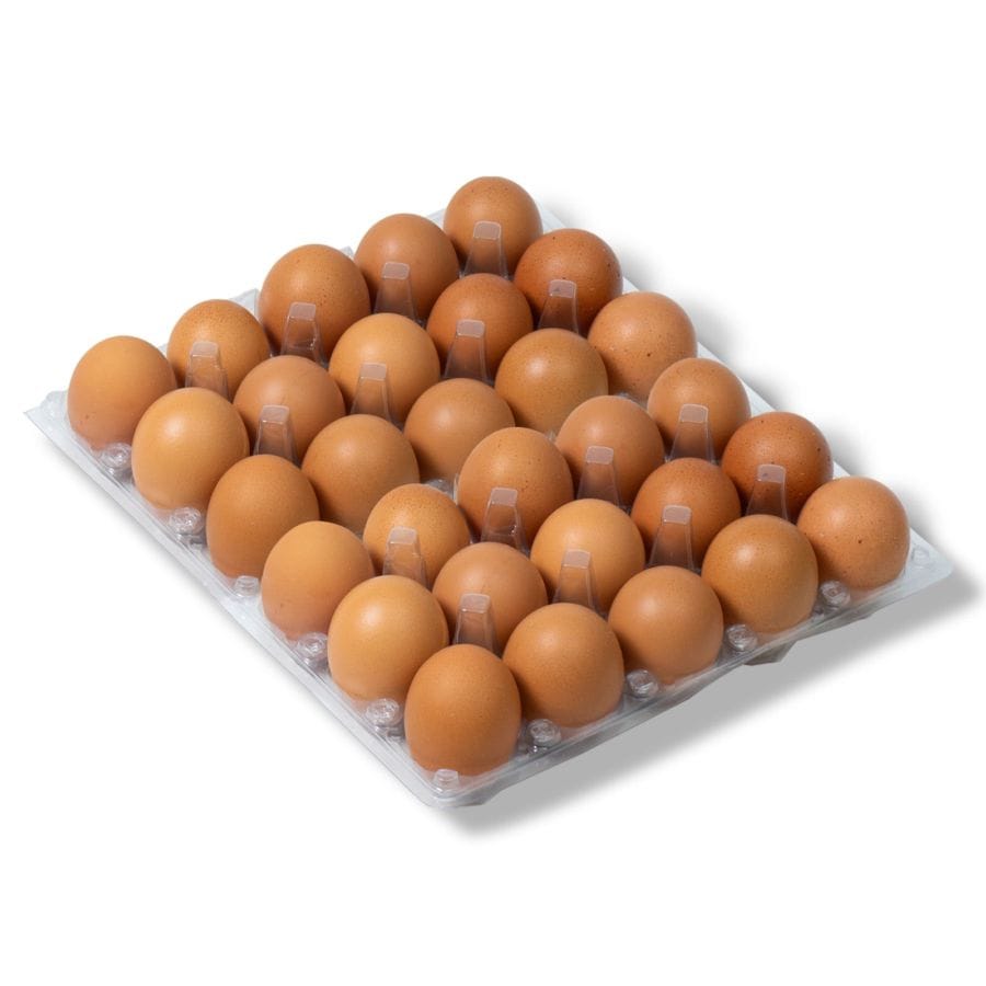 telurrrr Telur